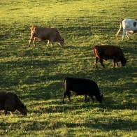 Cows, representative sampling