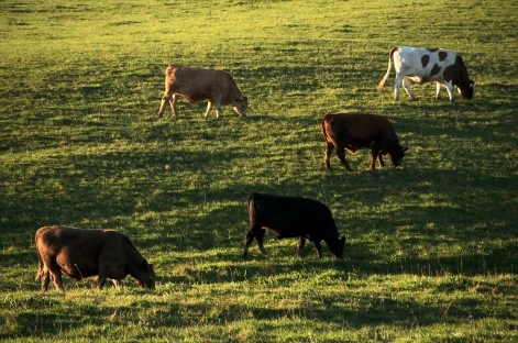 Cows, representative sampling