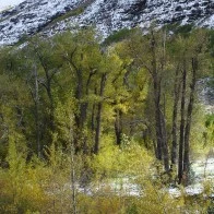 Cottonwoods, Steens