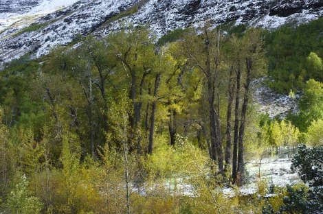 Cottonwoods, Steens