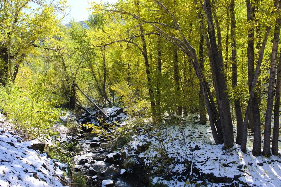 Cottonwoods, Steens