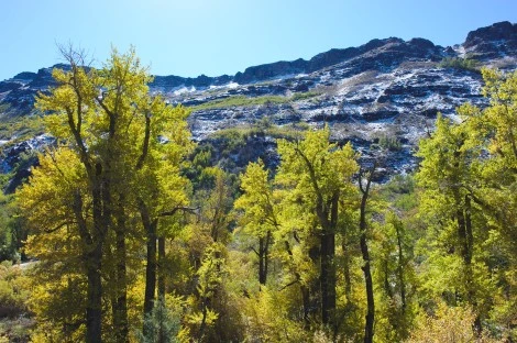 Canyon, Steens