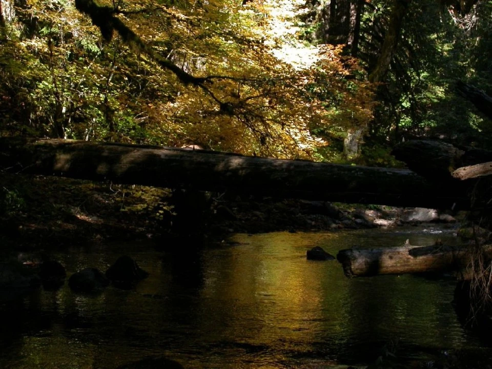 A Quiet Creek