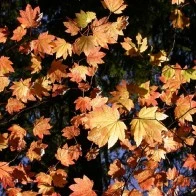 Autumn Leaves Aflame