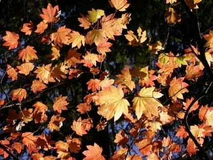 Autumn Leaves Aflame