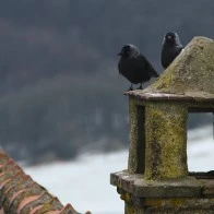 Corvids