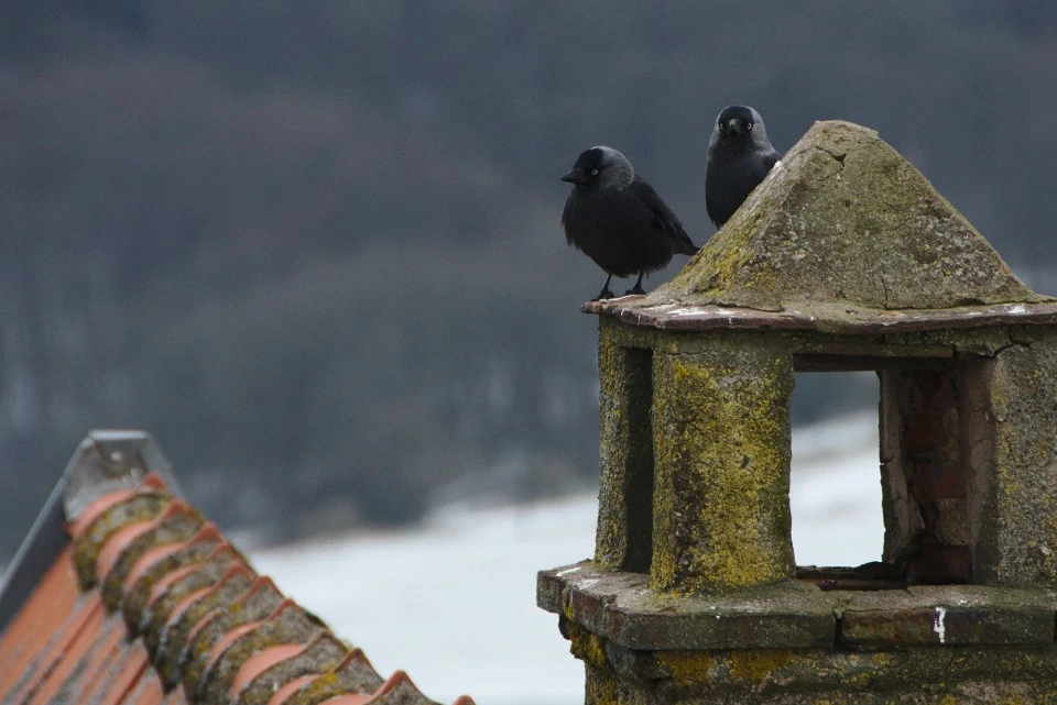 Corvids