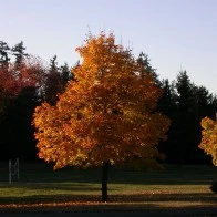 Fall Foliage