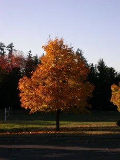 Fall Foliage