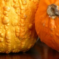 Autumn Squash