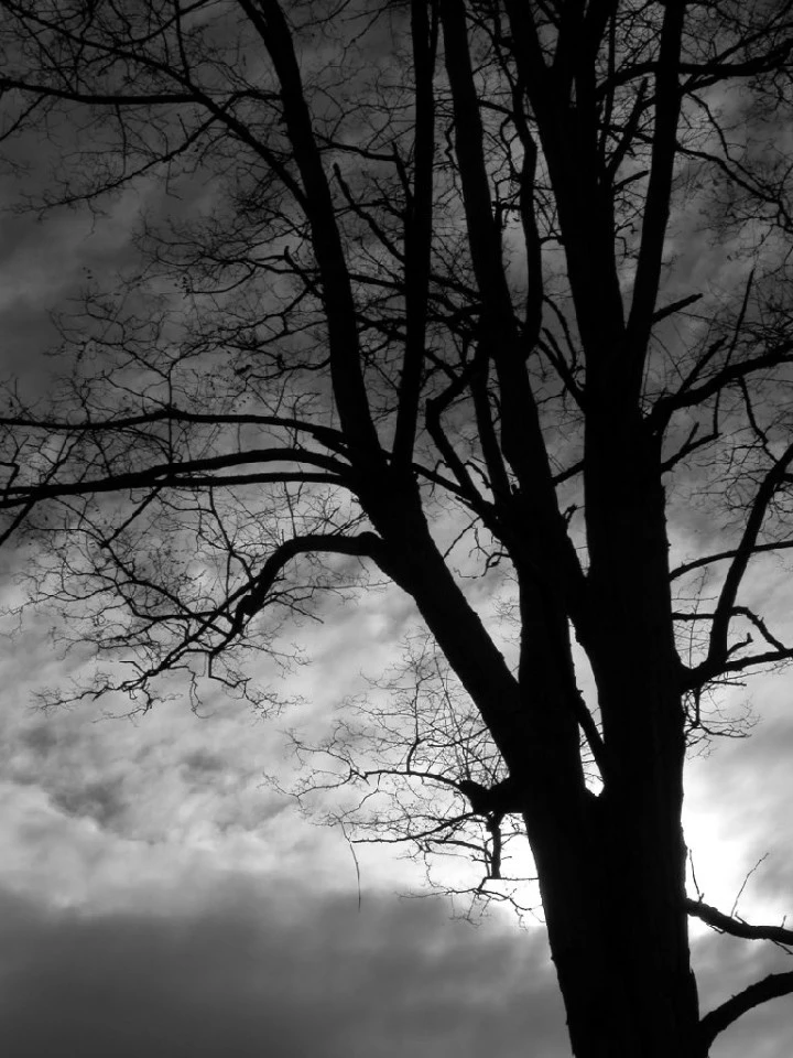 Tree, Lincoln Park