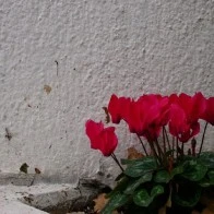 Red Flowers in a Concrete World