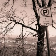 Tree and No Parking